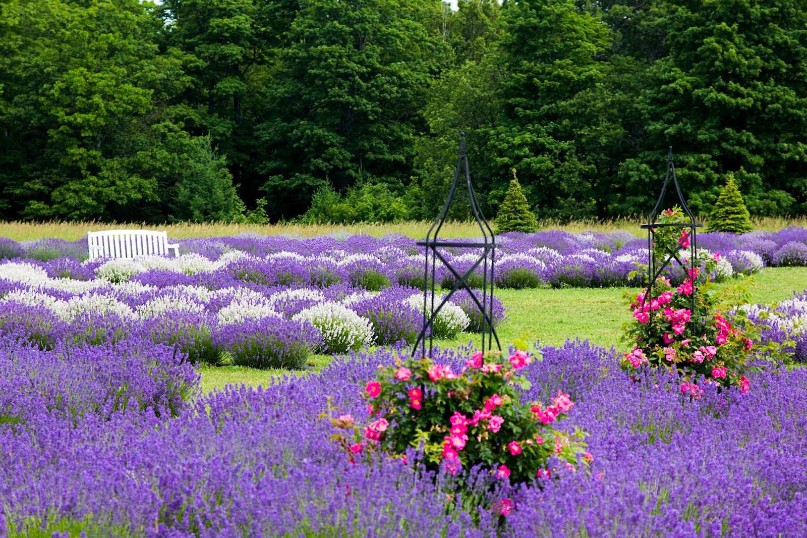 Fragrant Isle Lavender Farm, Washington Island