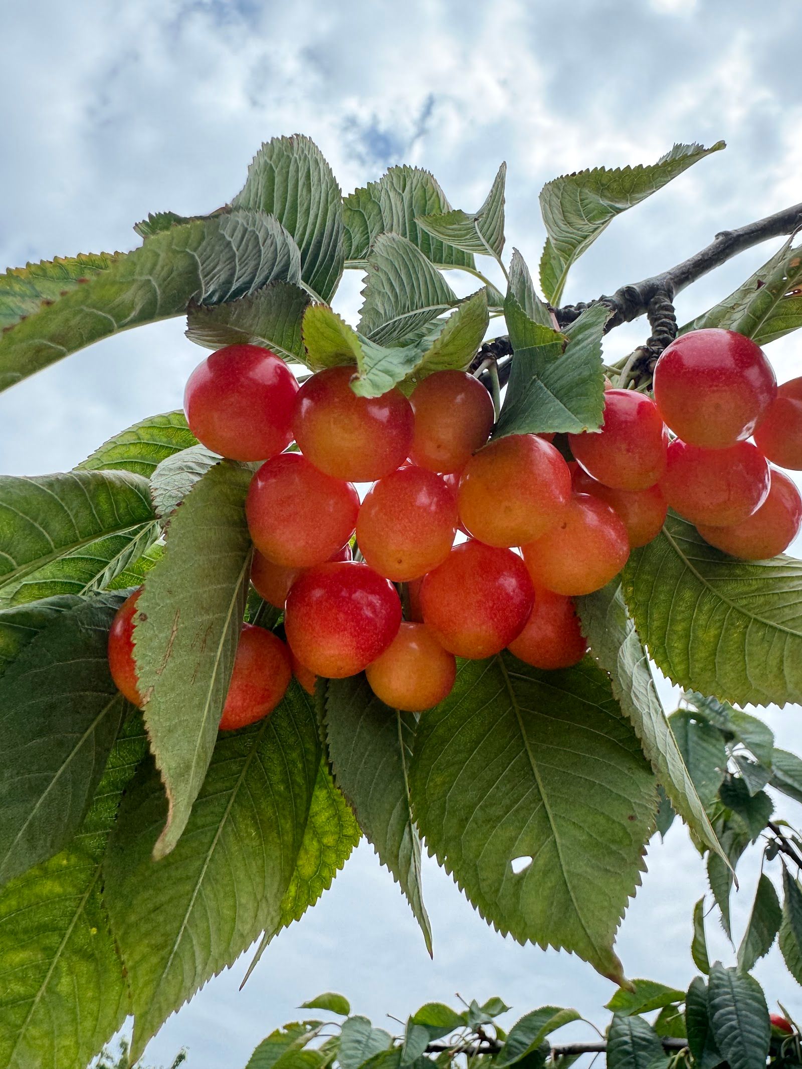 Choice Orchards, Carlsville